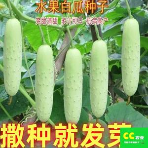 白玉黄瓜种子奶油黄瓜种子白皮水果黄瓜四季易种植原装正品好种植