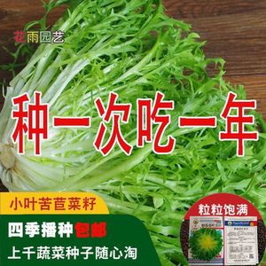 【百分百新种】苦菊种子四季蔬菜种子阳台苦苣菜种子室内盆栽菜籽