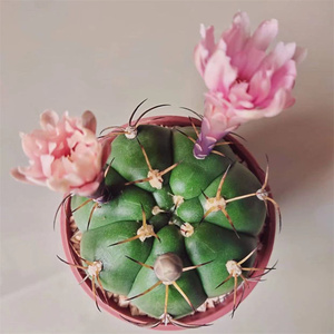 良宽仙人球实生裸萼属粉花 狂刺易养多肉植物