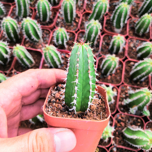 大将军仙人柱 多肉植物趣味仙人球 开花创意防辐射小盆栽