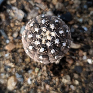 稀有实生拉根仙人球进口裸萼球属稀缺趣味小球趴刺不扎手开花盆栽