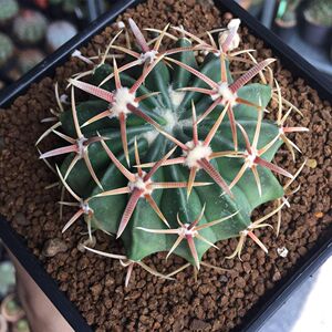 凌波仙人球大颗开花红刺硬刺趣味仙人掌多肉植物桌面防辐射小盆栽