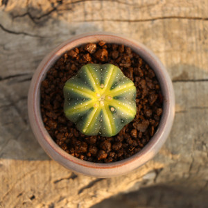 药锦星兜实生仙人球趣味西瓜兜开花黄花仙人掌办公室防辐射小盆栽