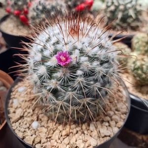 丰明丸实生仙人球多肉植物乳突属倒钩刺易开花