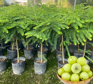 油柑树苗油甘果苗甜油甘果苗牛甘果苗柿饼甜余甘果树苗四季结大果