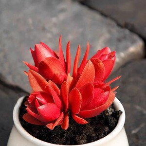 多肉火祭红色