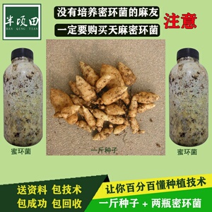 天麻种植苗天麻种子乌天麻乌红杂交0代种天麻密环菌天麻种植苗籽