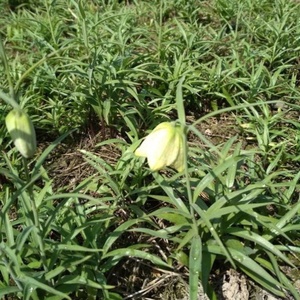 贝母种球  浙川松青发货带芽 川贝苗 中药材浙贝 平包邮