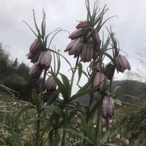 贝母种球 湖北贝母种苗 川贝苗 中药材贝母种球 浙贝 平贝