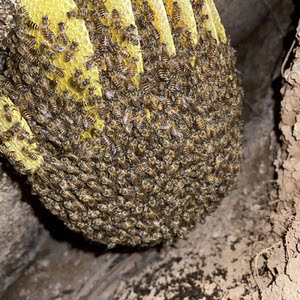 土蜂中蜂诱蜂桶黑桶招蜂桶开巢门孔野外捕蜂器收蜂笼蜜蜂引蜂桶1