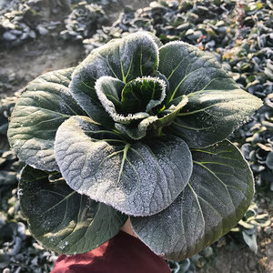 苏北霜冻苏州青矮脚太湖青菜蔬菜新鲜包邮农家自种黑菜大青菜5斤