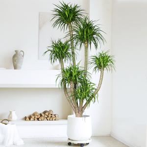 龙须树大型盆栽造型龙血树植物北欧风办公室内客厅净化空气真绿植