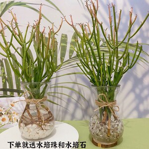 招财棍水培植物红珊瑚多肉室内绿植花卉客厅好养水养办公室盆栽花