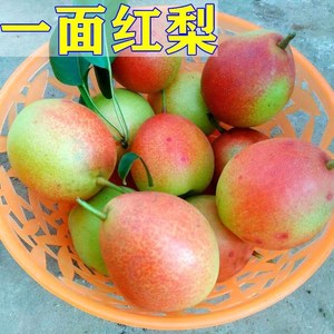 一面红梨树苗嫁接果苗地载盆栽南方北方种植当年结果易成活