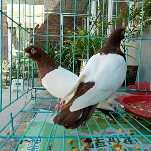 【两头红鸽子】出售活体鸽子观赏鸽两头红种鸽青年鸽一对包邮包活