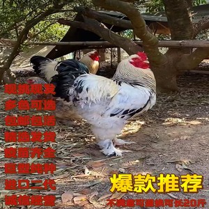 薰衣草婆罗门进口观赏鸡婆罗门宠物鸡活巨型鸡半大黑白花梵天鸡