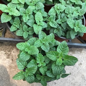 k鲜叶非物小型薄荷四季薄t荷叶新观植常容易净化空气驱蚊绿盆栽柠