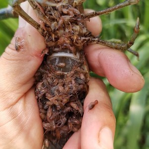 鳌虾种苗澳洲淡水龙虾鱼塘养殖新贵红鳌鳌虾种虾苗蓝龙虾基地直发