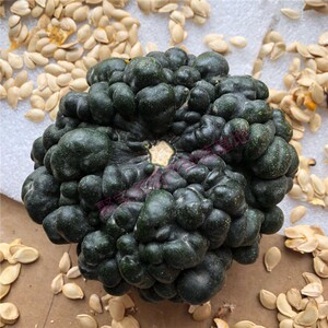 22/新品e墨海爆满疙瘩葫芦种子籽 飞八绿星墨西哥南瓜大号莲花头