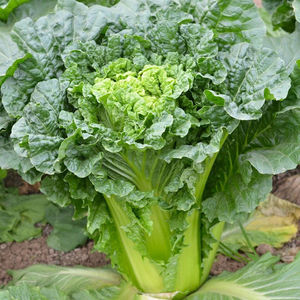 口口香青口白菜种子好吃长筒青白菜菜叶脆嫩春秋四季青麻叶蔬菜籽