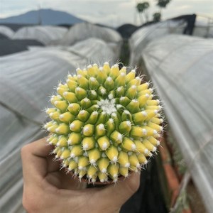 k自然夏季室大植物非常容易仙人球仙迎掌类多肉s超内锦开花银春人