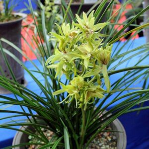 浓香耐寒兰花g 九头兰 九节兰 惠兰 春兰花苗草植物花卉盆景按斤