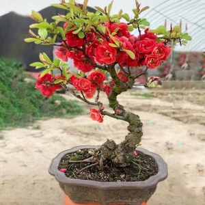 精品海棠老桩【一物一拍】