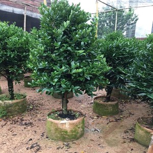 嫁接竹柏盆景竹柏大树苗四季常青绿植精选竹柏盆栽竹柏树苗圆叶