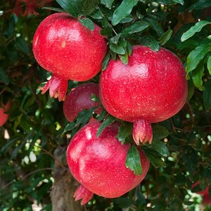 大红袍软子石榴树树苖特大盆栽庭院种植石榴果树苖当年结果树