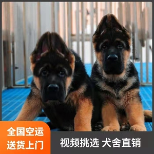 德国黑狼犬