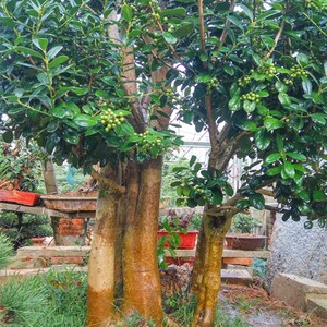 大型无刺枸骨盆景树桩室内盆栽绿c植无刺枸骨盆景古桩造型树桩盆