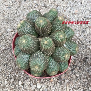 k新款多肉易物黑蝎子无刺群x生头多仙人球室内不扎手植养护绿植盆