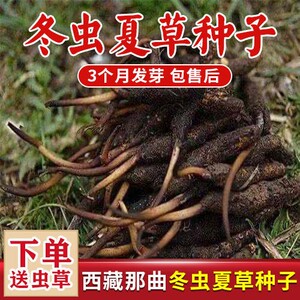 冬虫夏草种子 冬虫夏草苗 虫草种子虫草苗冬虫草种子冬虫草苗药材