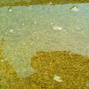 纯种进口锦鲤水花鱼苗日本德系红白昭和丹顶淡水冷水草金热带鲜活