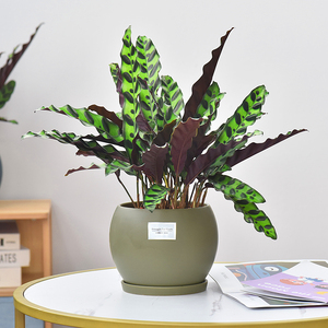 猫眼竹芋陶瓷盆栽中型植物净化空气室内桌面绿化装饰品绿植花卉