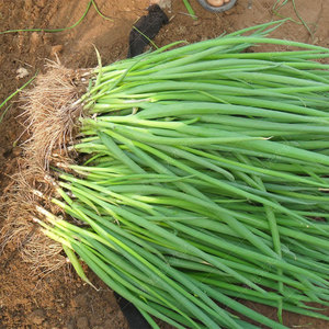 农家小香葱种子葱苗南方小葱分葱种籽孑子苗阳台四季籽种盆栽蔬.