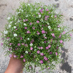 满天星盆栽苗蕾丝满天星带花包邮四季室内净化空气植物阳台花苗