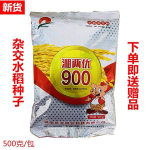 湘两优900 超优千号 袁隆平第五期超级稻杂交水稻种子籼稻谷种