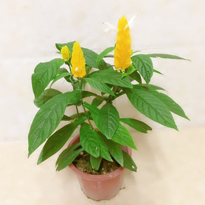 黄金宝塔花盆栽金苞花黄虾花卉黄金塔花苗四季开花不断观赏绿植物
