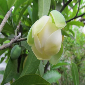 夜合花苗 浓香花朵超大 夜香木兰花 武夷木莲花 当年开花植物盆栽