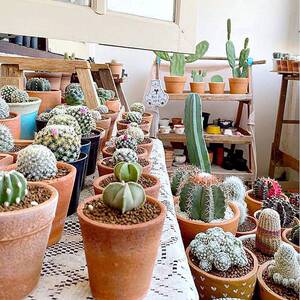仙人球实生组合套餐多肉植物盆栽室内仙人掌开花花卉大颗新手肉肉