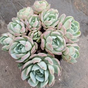 云南多肉植物贝拉控养带粉系列办公室外新款粉色粉红超萌