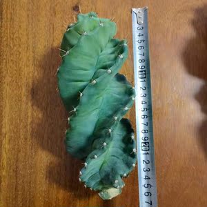 龙卷风 螺旋天伦柱 稀有仙人掌开花花卉绿植盆栽