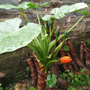 水观音盆栽千手观音