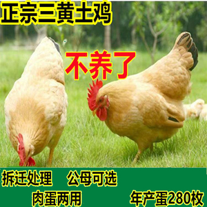 正宗三黄鸡活苗半斤脱温小鸡苗农家散养土鸡一斤下蛋鸡大种鸡活体