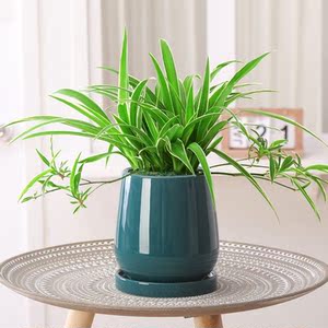 金边吊兰盆栽办公室内花卉吸甲醛净化空气垂吊绿植桌面植物水培