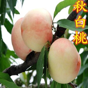 秋白桃树苗嫁接桃苗 银白桃苗 桃树苗当年结果 南方北方种植果树