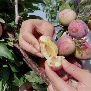 晚熟新品种桃形李 嫁接吉盛桃李树苗易丰产好管理 耐寒香蕉李子苗