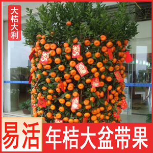 年橘 朱砂橘绿植 喜庆招财大型橘子树盆栽带果发货室内外盆景观果