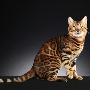 纯种玫瑰花纹孟加拉豹猫活体幼崽猫咪活宠物豹纹血统短毛大连猫舍